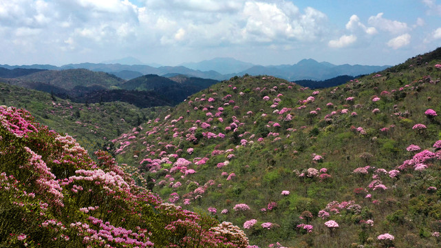 高山杜鹃