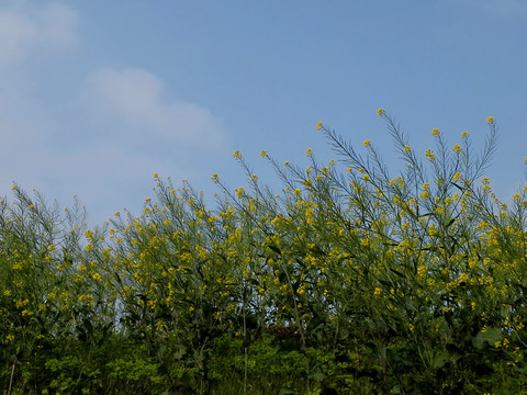 油菜籽田