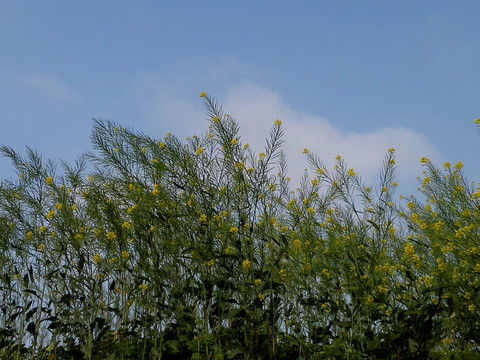 油菜子田