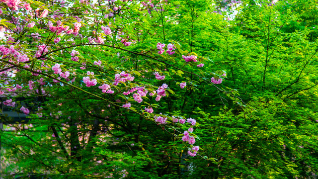 樱花