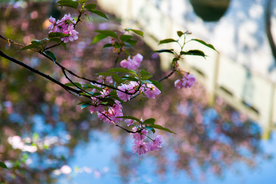 樱花