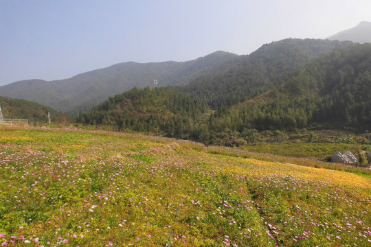 梁野山花海