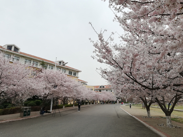 海大校园樱花