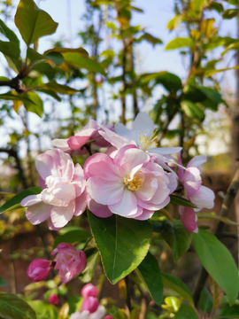 花朵樱花