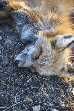 装死的狐狸