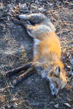 装死的狐狸