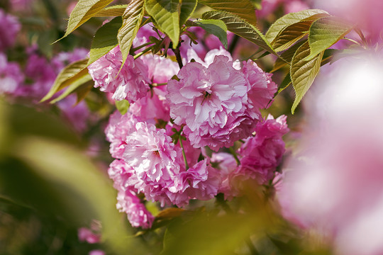 粉红樱花