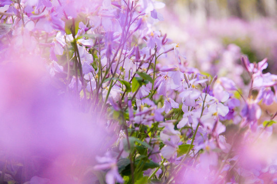 紫色二月兰植物花草花卉摄影