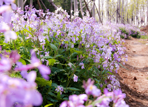 紫色二月兰植物花草花卉摄影
