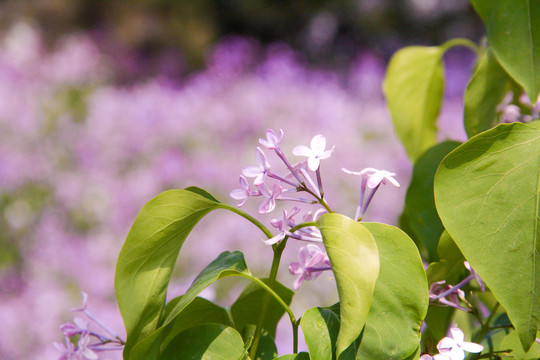 紫色花卉丁香花特写摄影图片