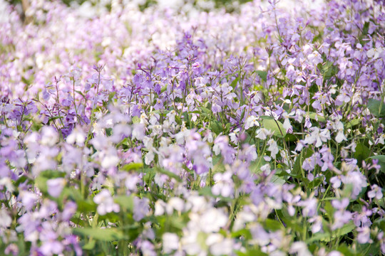 紫色满山花海二月兰图片