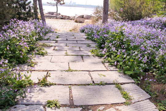 美丽小石板路紫色小花石板路