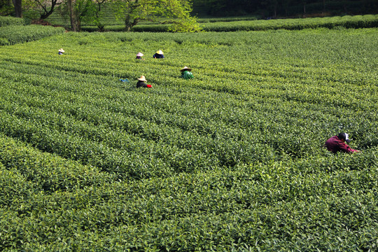 茶园采茶