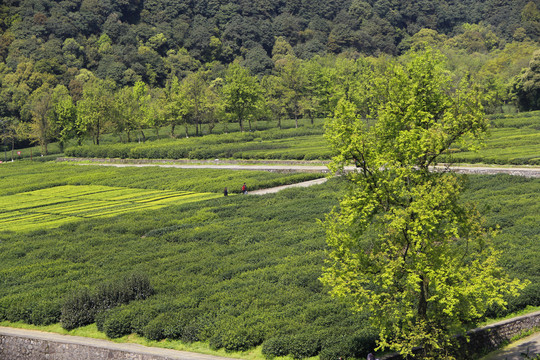 龙井村风景