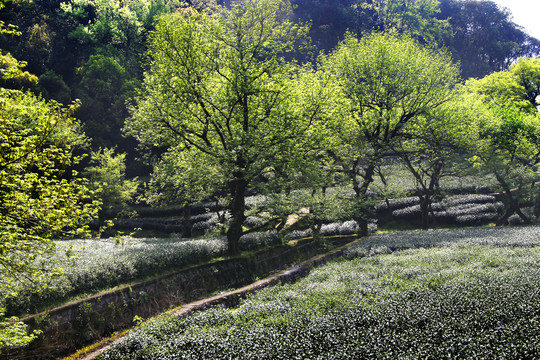 山溪茶园