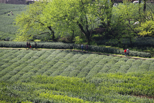 休闲龙井茶园