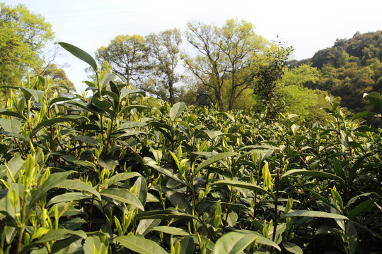 山林绿茶