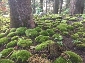 苔藓