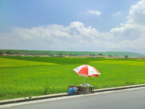 门源油菜花