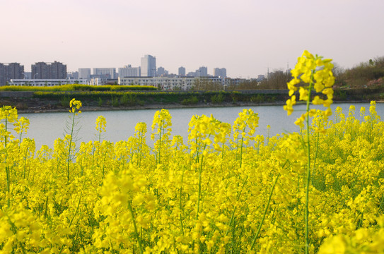 城市郊区春色