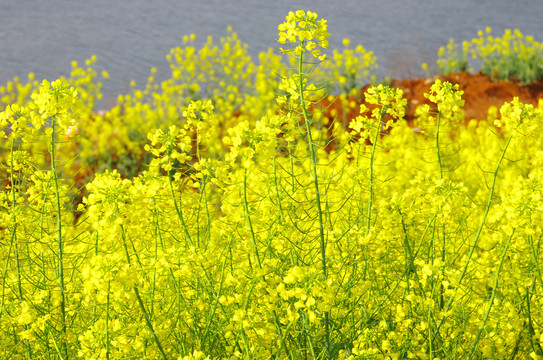 油菜开花