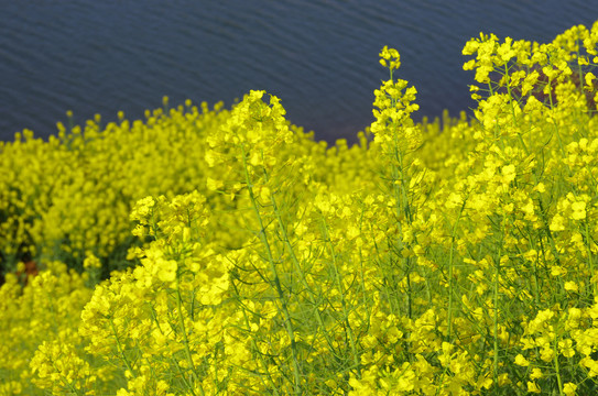 油菜开花