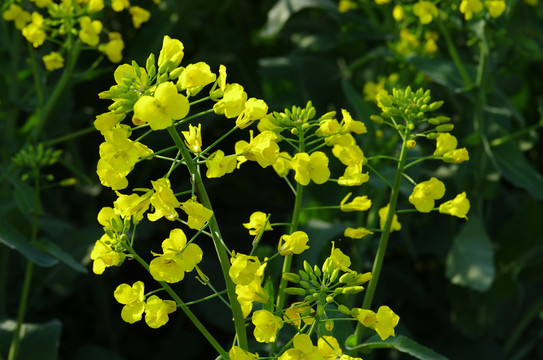 油菜开花