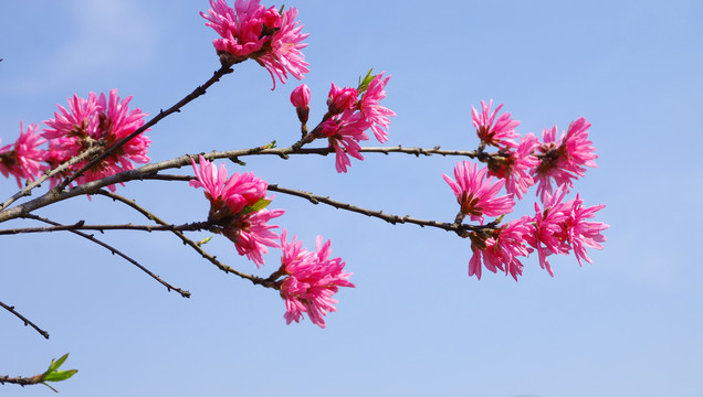 菊花桃