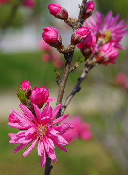 菊花桃