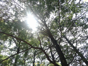 阳光透过树林