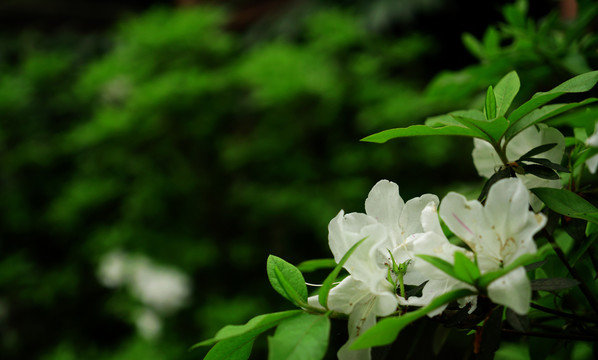 杜鹃花