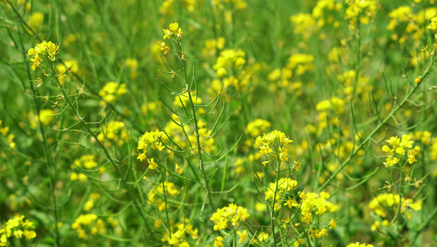 油菜花