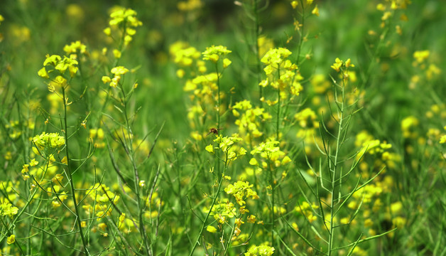 油菜花