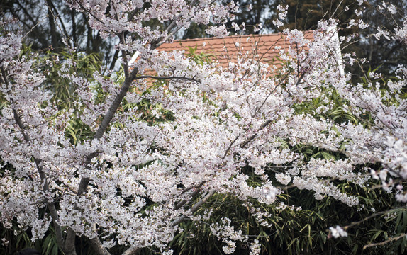 樱花青岛中山公园