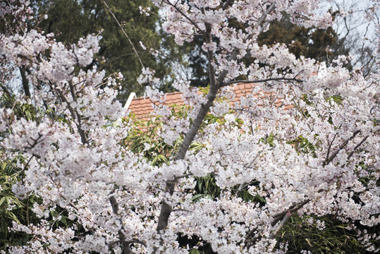 樱花青岛中山公园