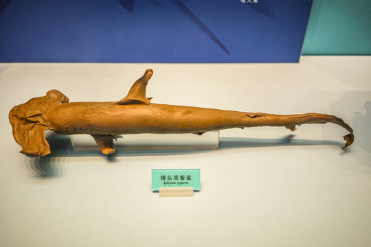 鯊魚標本高清大圖