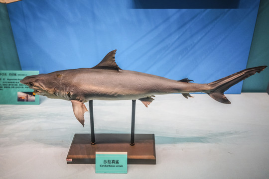 鯊魚標本高清大圖
