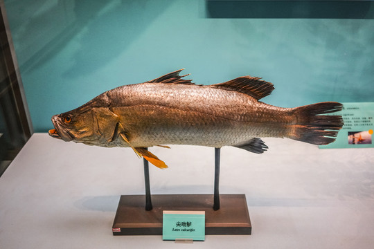 鱸魚標本高清大圖