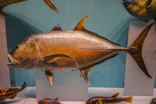 石斑鱼标本高清大图
