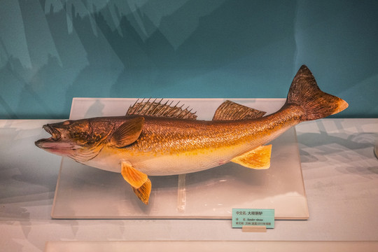 鱸魚標本高清大圖