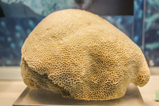白珊瑚标本高清大图
