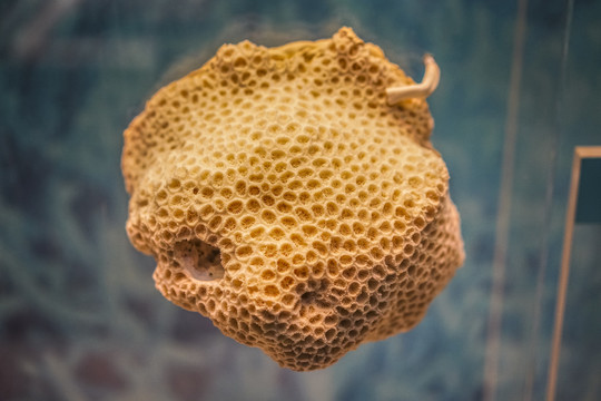 珊瑚标本高清大图