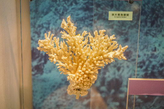 鹿角珊瑚标本高清大图