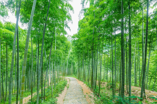 乡村道路