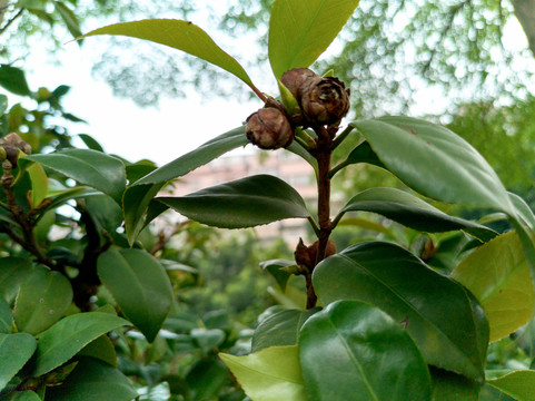 茶树花