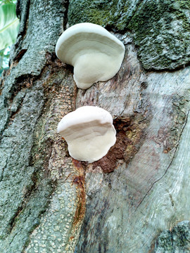 树上蘑菇