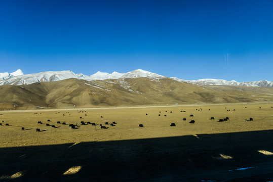 雪山高原牧场