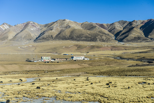 高寒草场