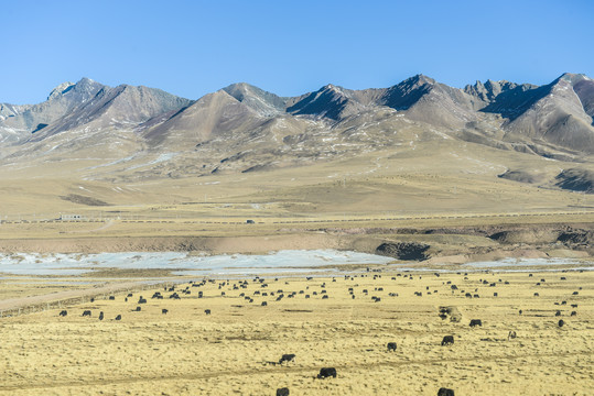 高原牧场