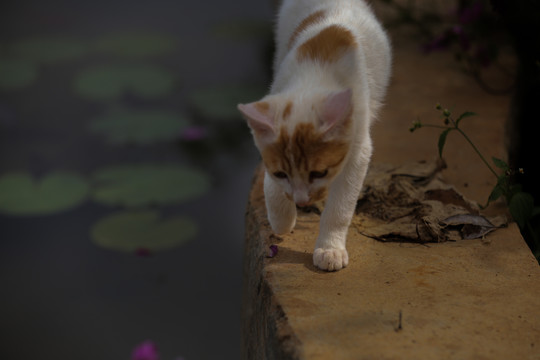 花猫